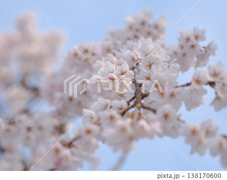 下から見上げたしだれ桜の写真 138170600