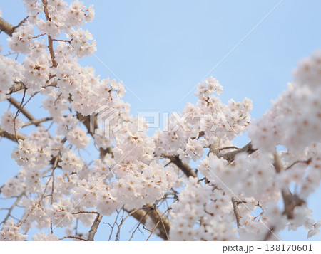 青空が映える桃色の桜の花 138170601