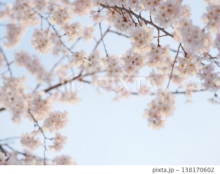 下から見上げるしだれ桜とあおい空 下から見上げるしだれ桜とあおい空 138170602