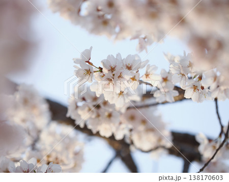 ボケ感のある桜のクローズアップ写真 138170603