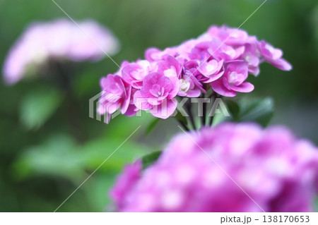 梅雨の晴れ間に咲くピンクの紫陽花 138170653