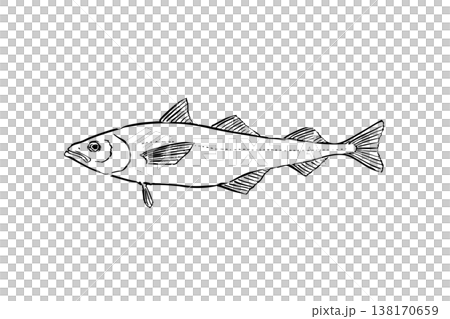 A field guide-style illustration of a walleye pollock (pollock), a saltwater fish, edible fish, vector, brush pen line art, educational material. A field guide-style illustration of a walleye pollock (pollock), a saltwater fish, edible fish, vector, brush pen line art, educational material. 138170659