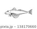 ホウボウのイラスト 海水魚 ベクター 筆ペン線画 横向き 138170660