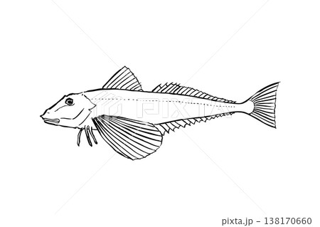 ホウボウのイラスト 海水魚 ベクター 筆ペン線画 横向き ホウボウのイラスト 海水魚 ベクター 筆ペン線画 横向き 138170660