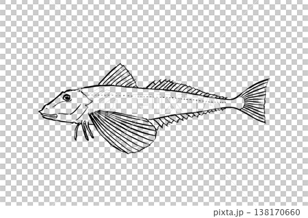 ホウボウのイラスト 海水魚 ベクター 筆ペン線画 横向き ホウボウのイラスト 海水魚 ベクター 筆ペン線画 横向き 138170660