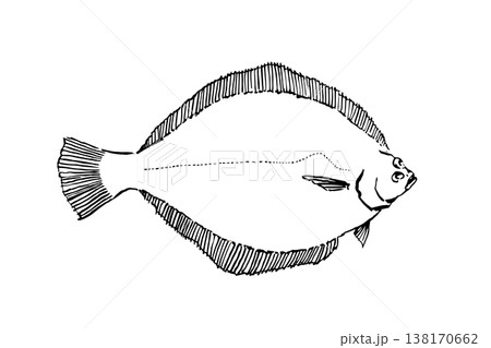 マコガレイの図鑑風イラスト カレイ 海水魚 ベクター 筆ペン線画 教育素材 138170662