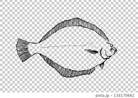 マコガレイの図鑑風イラスト カレイ 海水魚 ベクター 筆ペン線画 教育素材 138170662