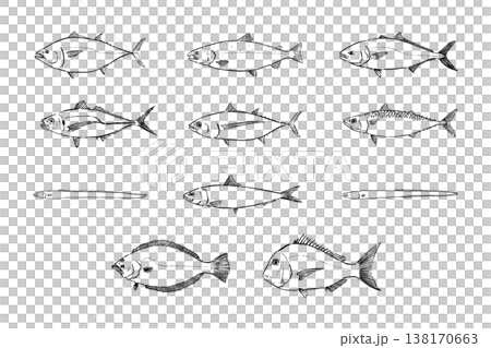 A set of classic fish used in sushi: illustrated with brush pen lines in a picture book style (vector). A set of classic fish used in sushi: illustrated with brush pen lines in a picture book style (vector). 138170663