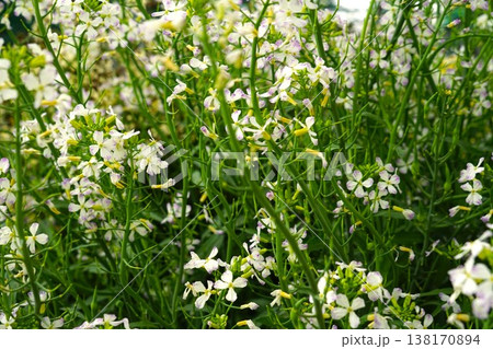 大根の花 大根の花 138170894