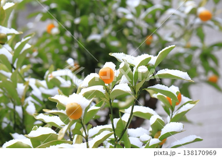 雪をかぶったキンカンの実 138170969