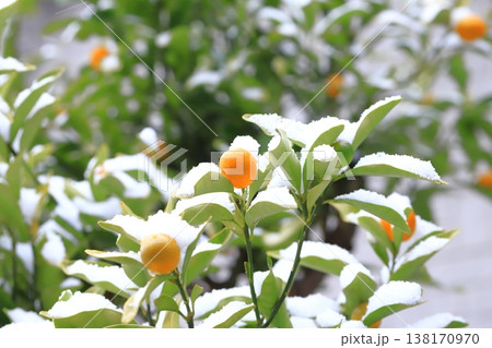 雪をかぶったキンカンの実 雪をかぶったキンカンの実 138170970