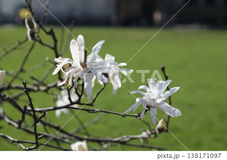 Early Spring Star Magnolia Blossoms 138171097