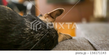 The dog's head is lying on the couch in a medium shot from behind. Pets at home. High quality photo 138171143