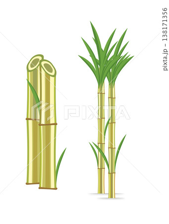 Green sugar cane stalks and bamboo plant stalks stock illustration. Green sugar cane stalks and bamboo plant stalks stock illustration. 138171356