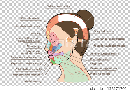 亞洲女性側臉時臉部肌肉的示意圖與名稱。 138171702