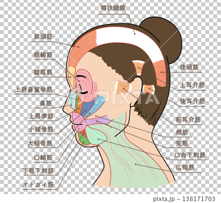 Diagram and names of facial muscles of an Asian woman looking to the side. 138171703