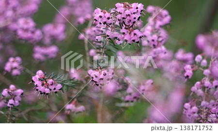ジャノメエリカのピンク色の花 138171752