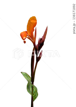 Canna indica or kolaboti flower Canna indica or kolaboti flower 138171892