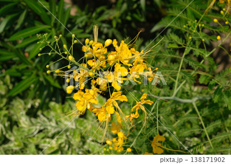 peacock flower yellow 138171902