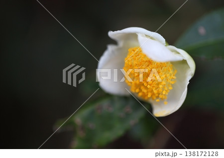 チャノキの花 138172128