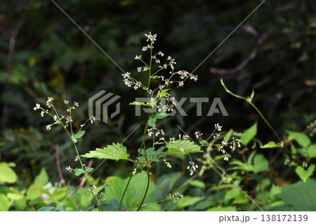 アキカラマツの蕾(北海道・鶴居村) アキカラマツの蕾(北海道・鶴居村) 138172139