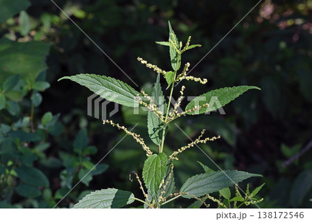 エゾイラクサ(北海道・鶴居村) エゾイラクサ(北海道・鶴居村) 138172546