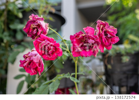 Red roses flower having sunburn damaged. Rose flowers get sunburned due to being exposed to too much sunlight which makes them vulnerable to fire. 138172574