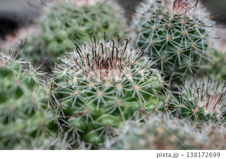 Close up of Mammillaria Beneckei growing in a pot. This cactus is a very widespread species that is very abundant. It has white radial spines and brown hooked centrals. 138172699