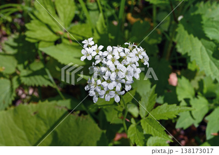 コンロンソウの花(北海道・鶴居村) コンロンソウの花(北海道・鶴居村) 138173017