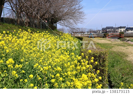 琴浦町水辺公園の春 5 琴浦町水辺公園の春 5 138173115