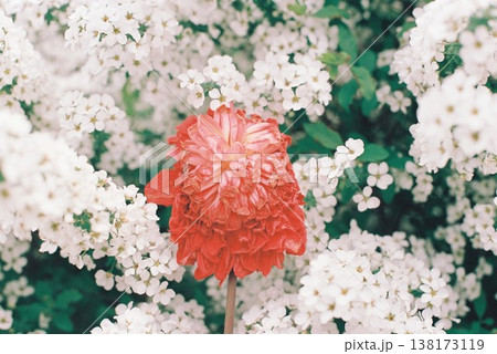 ユキノシタに埋もれる赤いダリヤの花 138173119