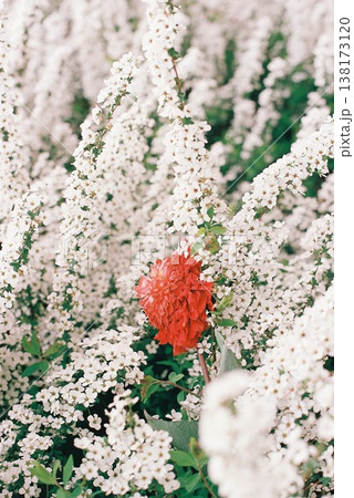 ユキノシタに埋もれる赤いダリヤの花 138173120
