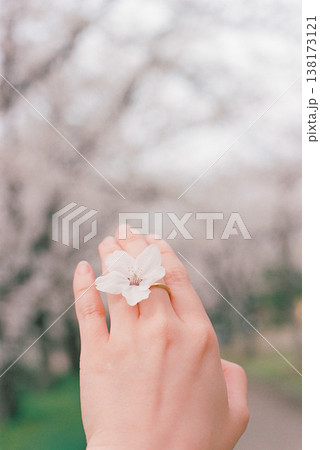 桜の花の指輪をしている女性の手元 138173121