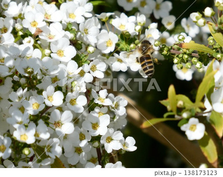 ユキヤナギの花に集まるセイヨウミツバチの吸蜜シーン ユキヤナギの花に集まるセイヨウミツバチの吸蜜シーン 138173123