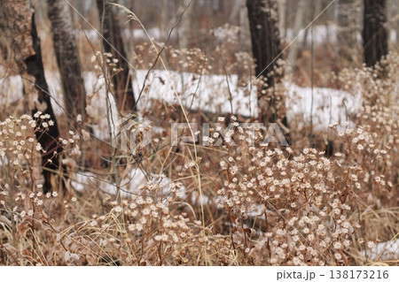 Last Year's Growth Of Wild Asters Last Year's Growth Of Wild Asters 138173216
