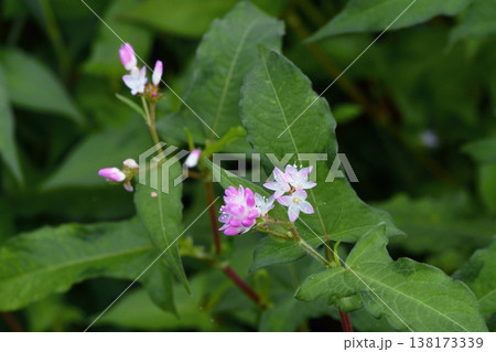 ミゾソバの花(北海道・釧路湿原) ミゾソバの花(北海道・釧路湿原) 138173339