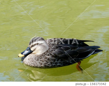 春の池を優雅に泳ぐカルガモ 横向き 春の池を優雅に泳ぐカルガモ 横向き 138173342