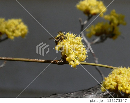 サンシュユの花に集まるミツバチ 春の訪れ 138173347