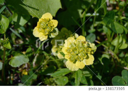 エゾネコノメソウの花（北海道・鶴居村） 138173505