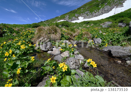 エゾノリュウキンカの群落(北海道・大雪山) エゾノリュウキンカの群落(北海道・大雪山) 138173510