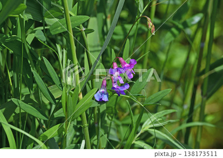 エゾノレンリソウ(北海道・釧路湿原) エゾノレンリソウ(北海道・釧路湿原) 138173511