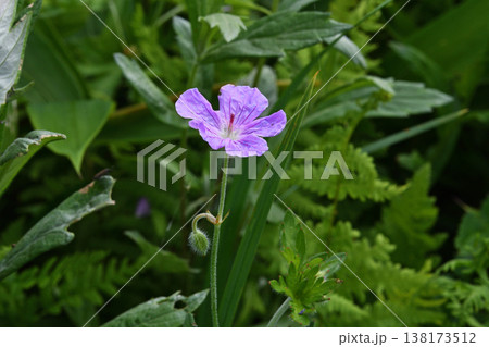 エゾフウロ（北海道・白糠町） 138173512