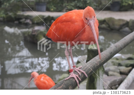 鮮やかな赤いショウジョウトキが枝に止まる水辺の風景 138173623