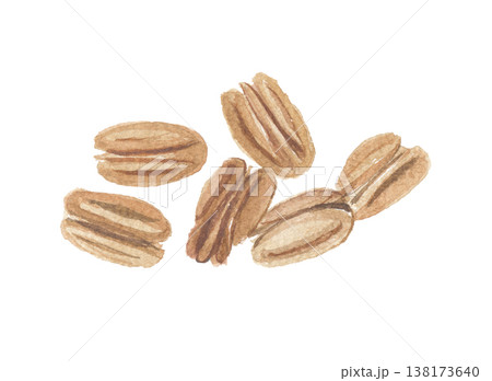 水彩で描いたペカンナッツ　ピーカンナッツ 138173640
