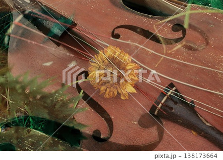 弦楽器と黄色いダリアの花の風景 弦楽器と黄色いダリアの花の風景 138173664