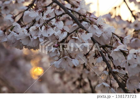 朝陽に照らされる桜 朝陽に照らされる桜 138173723