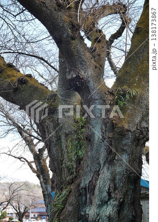 サクラの木に着生してる常緑性のシダ植物ノキシノブ、寄生植物ではありません。 138173867