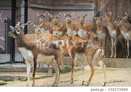 ブラックバックの群れ ハーレム構造 オスとメスの群集 動物園 ブラックバックの群れ ハーレム構造 オスとメスの群集 動物園 138173909