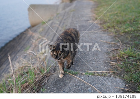 堤防で遊ぶさび猫 堤防で遊ぶさび猫 138174189