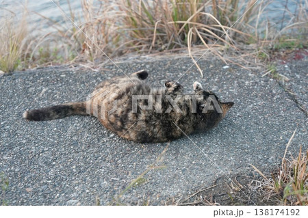 堤防で遊ぶさび猫 138174192